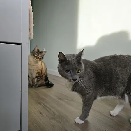 Homestay The House Of Cats *