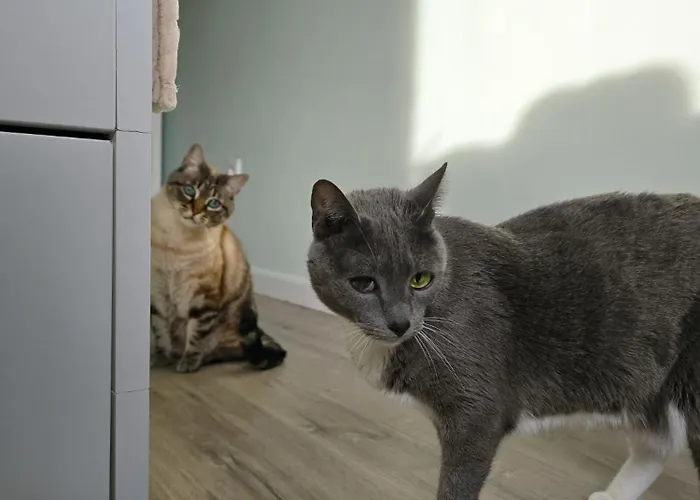 בית אירוח The House Of Cats *