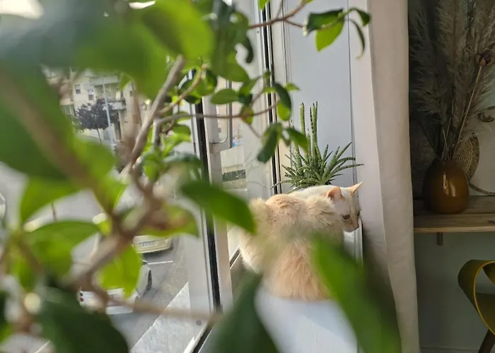 The House Of Cats Oliveira do Douro (Vila Nova de Gaia)